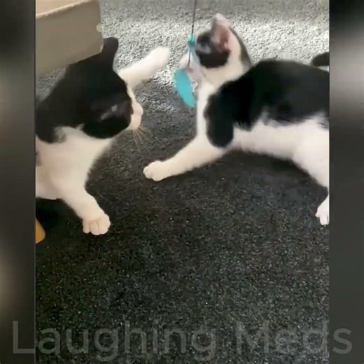 These Cats are too Cute 😍#cutecat #catfunny #funnycat #catlove