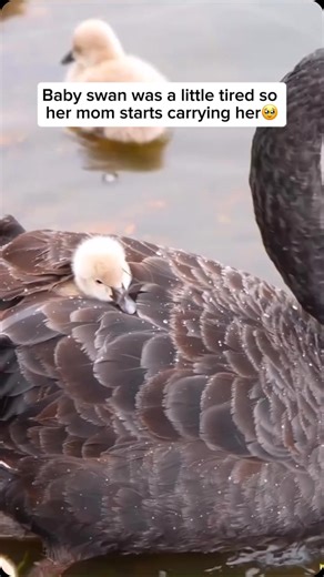 Wildlife and Rescue on Instagram: "A baby swan, called a cygnet, often rides on its mother’s back while she swims. This behavior provides the cygnet with warmth, protection, and rest, especially in its early days when it is small and vulnerable. By sitting on its mother, the cygnet stays safe from predators and avoids getting too tired while navigating the water. This also strengthens the bond between the mother and her young, ensuring the cygnet grows strong and independent over time. Credit un