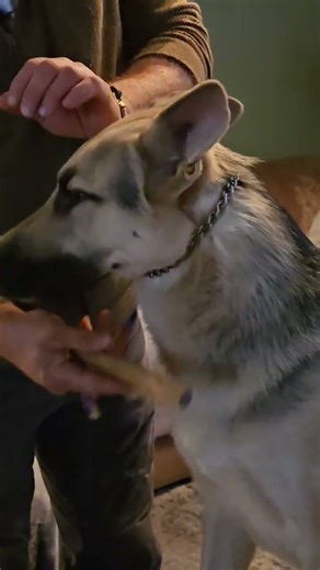 1. ALWAYS start from a sit-stay. ( When shenanigans arise, correct for failure to sit.)