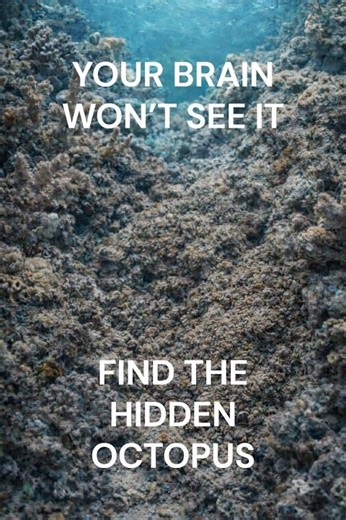 99% CAN’T FIND THE OCTOPUS 🐙