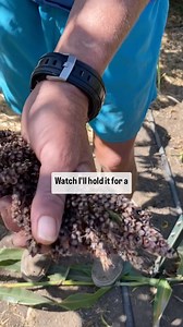 6.2K views · 192 reactions | SORGHUM you wanna grow something cool,...