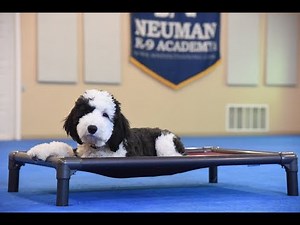 Manny (Sheepadoodle) Boot Camp Puppy Training Demonstration