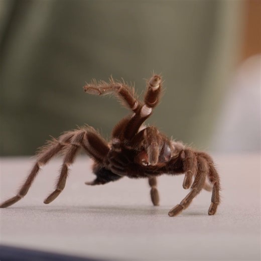 87K views · 1.5K reactions | The screams are how we know they're learning  Season 2 of #ARealBugsLife, inspired by Pixar's A Bug's Life and narrated by Awkwafina, is now streaming on Disney+. | National Geographic TV | Facebook