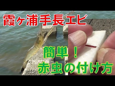 2023/8/5 手長エビ釣り 簡単な赤虫の付け方 霞ヶ浦