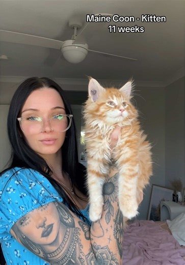 Maine Coon Kitten Growth Stages Over 16 Weeks