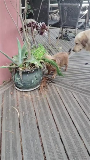 Vidéos de Mauricette. (@mauricette6122) avec El Camino - Los Rude Boys