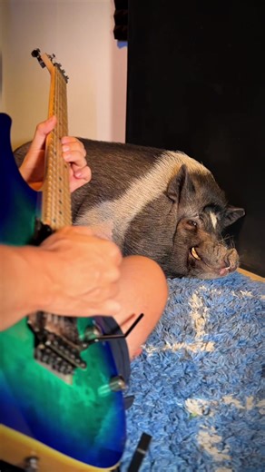 Cables vs. Innovative Guitar Products: A Musician's Review