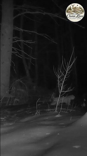 Bobcat Screaming in the Night | Trail Cam