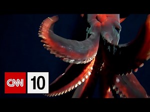 Rare deep-sea squid captured on video