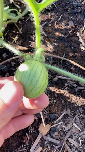 Juicy Watermelon Growing Tips