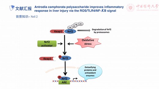 Nrf-2信号通路——抗氧化系统的激活