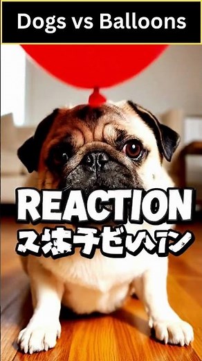 Dogs vs Balloons Funny Compilation #video