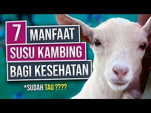 7 Manfaat Susu Kambing untuk Kesehatan - Enak & Menyehatkan !