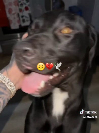 Jhonny the Sato: Heartwarming Story of Luar's Beloved Dog