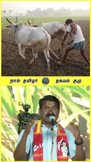 அரிசிய நான் எடுத்துக்கிறேன் 🔴 வைக்கோல என் மாட்டுக்கு போடுறேன் 😍 சீமான் 💥 மே26