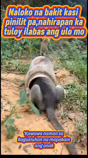 Kawawa naman ang unggoy... #monkey #monkeylove #fbreelsshortvideo #fbreels2025 #animalcare #highlights2025 | ZaLdy Solamillo Alob
