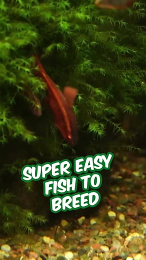 Cherry Barbs are a Great Fish to Breed #aquariumcoop #aquascaping #fishtank | Aquarium Co-Op