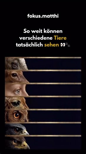 Erfolg | Organische Reichweite on Instagram: "Das menschliche Sehen ist auf Ausgleich ausgelegt - das Sehen von Tieren auf Distanz. Unsere Augen sind stark bei Farben, Tiefenwahrnehmung und Details auf kurze bis mittlere Entfernung. Perfekt zum Lesen, Gesichter erkennen und sich im Alltag zurechtzufinden. Viele Tiere haben sich anders entwickelt. Sie verzichten teilweise auf Farben oder feine Details, um dafür extrem weit sehen zu können, Bewegungen schneller zu erkennen oder bei wenig Licht bes