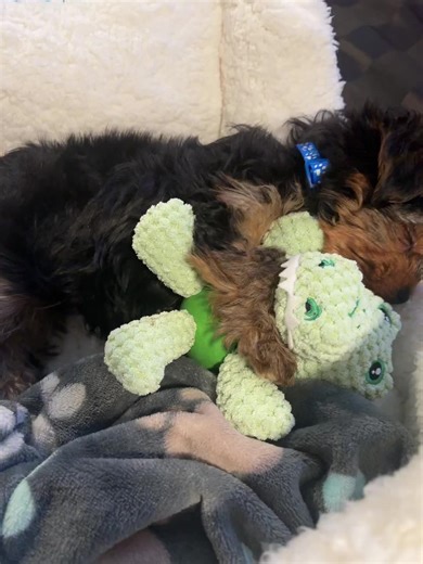 #Pudgy aka #PoppaBear the new addition to our furry family #MadewithKAContest #son