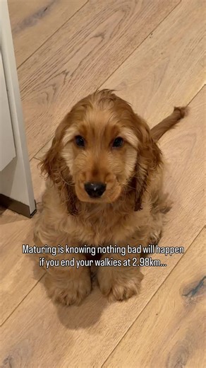 Running with My Cocker Spaniel: A Fun Journey