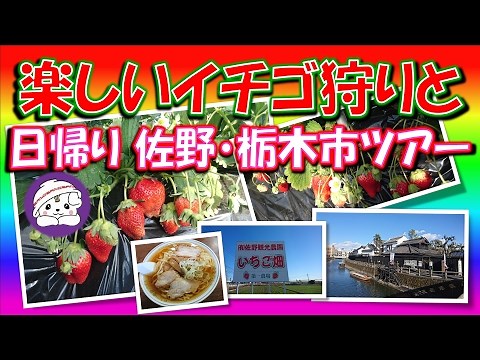 絶対楽しい佐野・栃木観光「イチゴ狩り・佐野ラーメン・厄除け大師・蔵の街遊覧船・新生姜ミュージアム」健啖隊ネット隊員（y.katsu)
