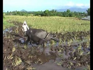 Rice planting in the Philippines