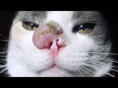 Big Botfly Maggot Removed From Tiny Kitten's Nose (Part 7)