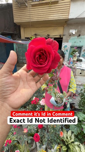 Extremely Scented Red Rose Flower Plant Variety at Galiffstreet Market #shorts