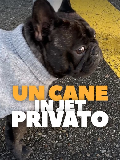 COME VIAGGIA UN CANE IN JET PRIVATO? 🐶 ✈️ Vuoi entrare a far parte del mondo dei Jet Privati e iniziare a guadagnare? Clicca il link in bio e guarda il video dove ti spiego come fare #cane #viaggiare #comfort #jetprivato #lusso