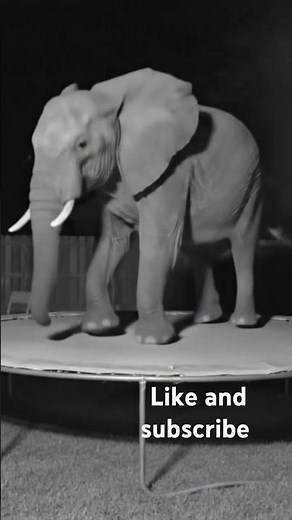 Giant Elephant Caught Jumping on Backyard Trampoline at 3AM! (Security Camera Footage)
