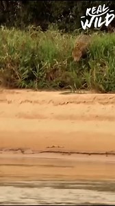 127K views · 1.3K reactions | Hunting Crocs: The Risky Life of a Predator | Real Wild | Facebook