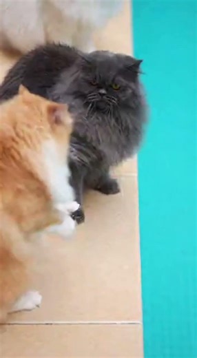 Epic Cat Fight Fails! 😹💦 He really thought he had it! (Wait for the end) #cats #cat #cute