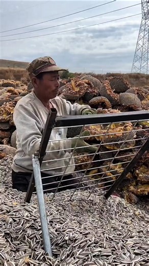 Smart Sunflower Seed Separator in Action #sunflower #agritech #seedprocessing