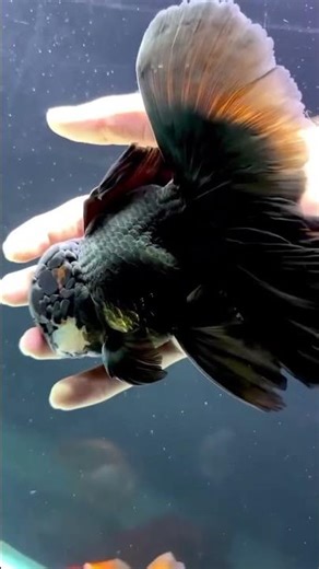 Goldfish sleeping #viral #sleeping #goldfish #aquarium #fish # #aquariumtanks #fishtanks