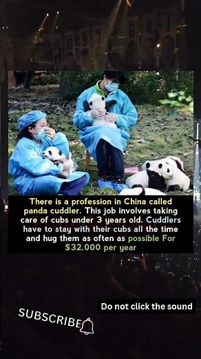 There is a profession in China called panda cuddler