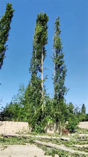Cutting Down to Size: The Art of Tree FellingVideo Description: