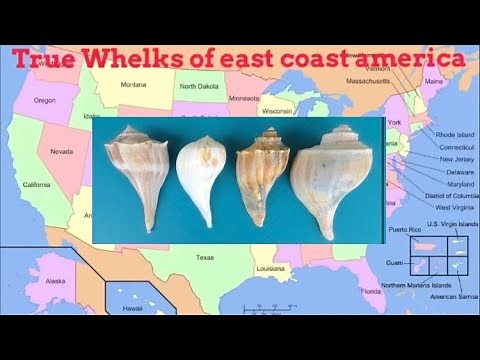 True whelks of east coast America knobbed whelk biology Atlantic sea shells