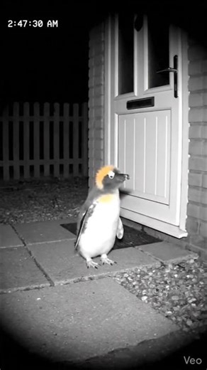 A Penguin Knocked on the Door… Then This Happened 😳🐧