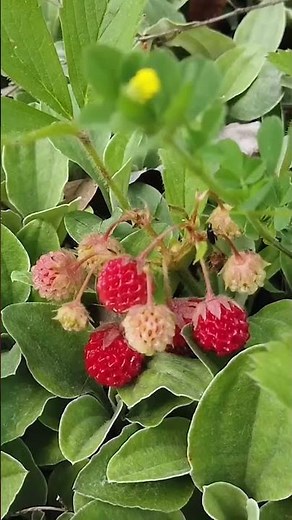 🍓Wild Strawberry: A Scrumptious Wild Edible You Can Find In Your Yard!