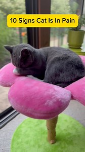 10 signs to look out for to tell if your cat is in pain ♥️ #catsofinstagram #catmom | purrfectinfluencer