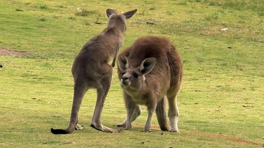 56K views · 885 reactions | Did you know that kangaroos can hop as fast as 35 miles per hour? | National Geographic Animals | Facebook