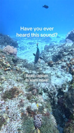 Ever heard this sound underwater? 👂🐠 That crunching noise comes from a parrotfish biting the coral reef! They use their strong beak-like teeth to scrape algae off the coral’s surface — keeping the reef clean and healthy. As they grind the coral, they digest the algae and excrete the rest as fine white sand. So yes — that soft sand between your toes? Some of it was once coral, recycled by a parrotfish. 🌴 #Parrotfish #CozumelReef #MarineEcosystem #UnderwaterSound #ScubaCozumel | Jennifer Opiela