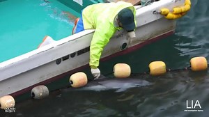 Footage from Taiji's first drive hunt of 2021 (Jan. 5, 2021). Although it is prohibited to kill babies/calves in other methods of cetacean hunting in Japan, killing babies/calves in drive hunts is permitted. See the full report from Life Investigation Agency （LIA） in English and Japanese at: https://bit.ly/3jiGP2V On Jan. 5, when this pod of striped dolphins was driven into the cove, there appeared to be several young dolphins in the pod. One of them floated motionlessly, and not breathing at th