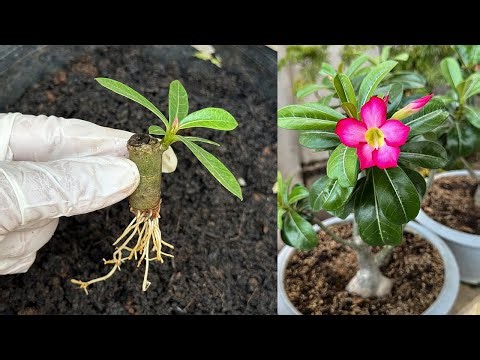 Experimenting with propagating desert roses from cuttings