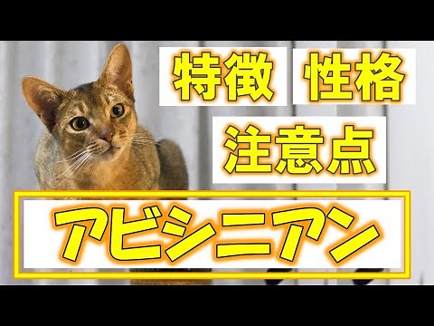 アビシニアンってどんな猫？【特徴・性格・飼い方・かかりやすい病気・価格帯】