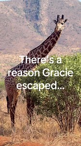 Breaking news: Gracie the escaped giraffe has been found two weeks after breaking loose from a roadside attraction in Texas. What’s not breaking news? Wild animals belong in the wild. Not on private ranches. #Giraffe