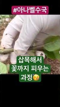 The entire process from propagation to flowering #AnnabelleHydrangeaCuttings