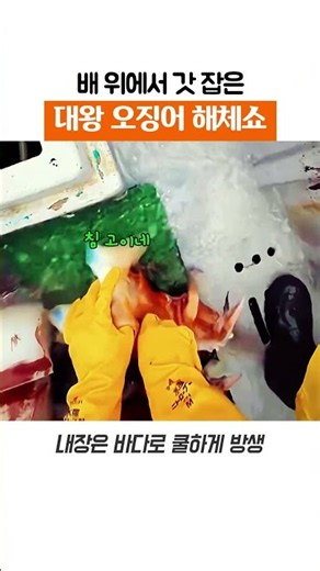 크기 실화? 갓 잡은 대왕 오징어 선상 해체쇼 🦑