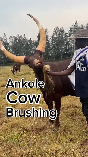 Ankole farm experience | Farm With Fred