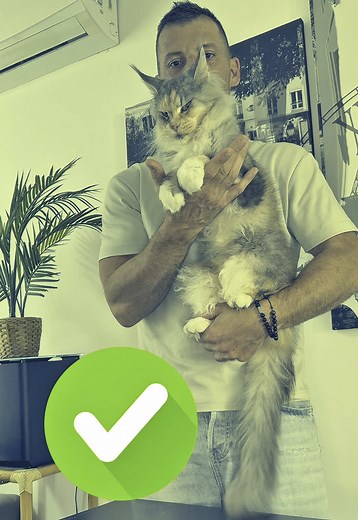 Comment porter son chat : astuces et conseils pratiques